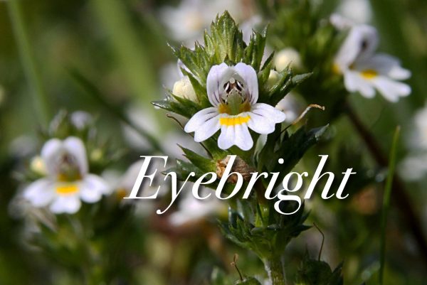 Plant Spotlight: Eyebright - Joan Morais Cosmetics School