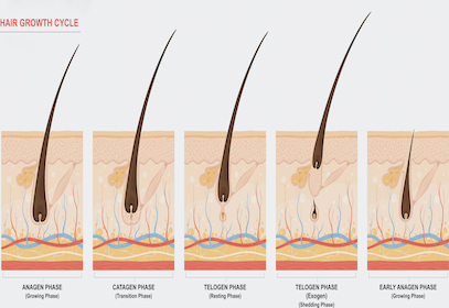 Hair Growth Cycle - Joan Morais Cosmetics School