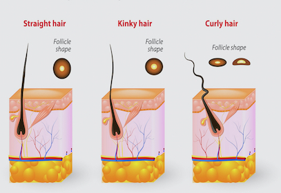 The Science of Hair Shape - Joan Morais Cosmetics School 